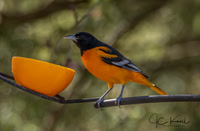 Baltimore Oriole (M)