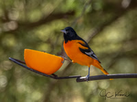 Baltimore Oriole (M)