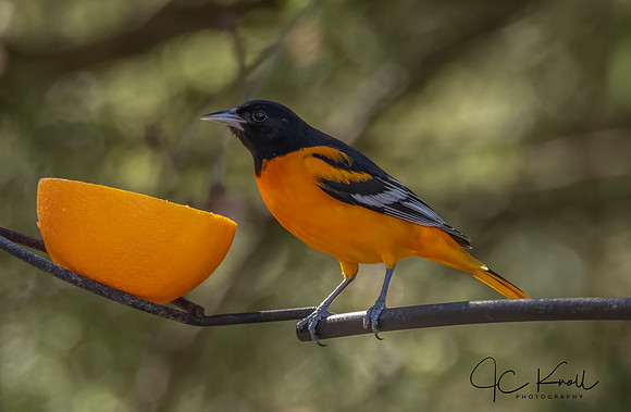 Baltimore Oriole (M)