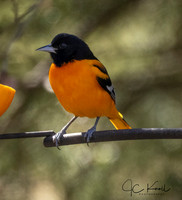 Baltimore Oriole (M)
