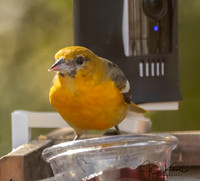 Baltimore Oriole (M)