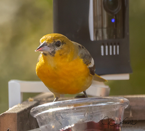 Baltimore Oriole (M)