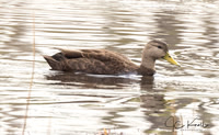 American Black Duck