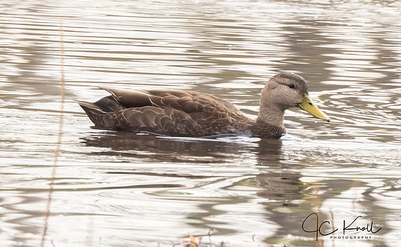 American Black Duck