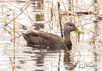 American Black Duck