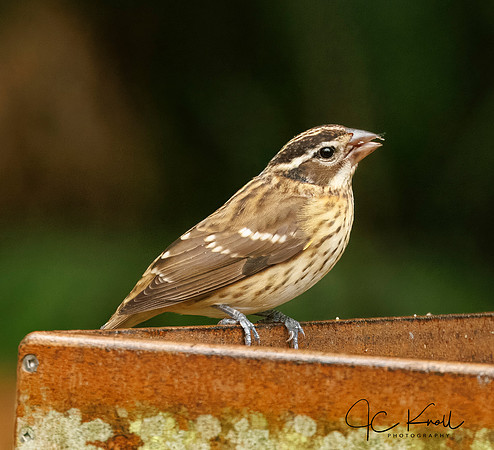 Rose-breasted Grosbeak (F)