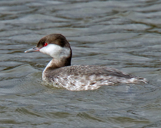 Horned Grebe