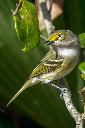 White-eyed Vireo