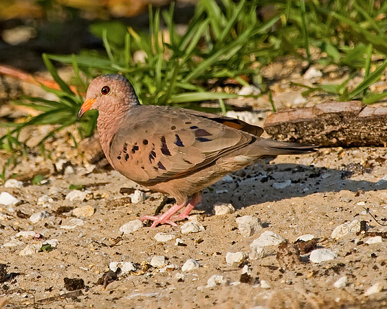 Common Ground-dove (M)