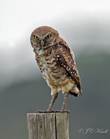 Burrowing Owl