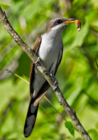 Yellow-billed Cuckoo