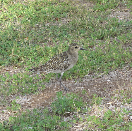 Pacific Golden-plover