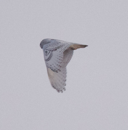 Snowy Owl
