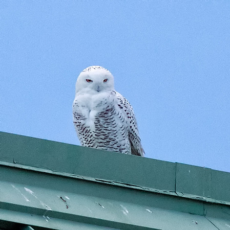 Snowy Owl