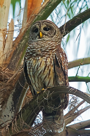 Barred Owl