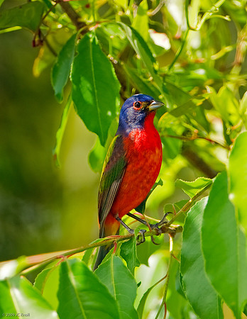 Painted Bunting (M)
