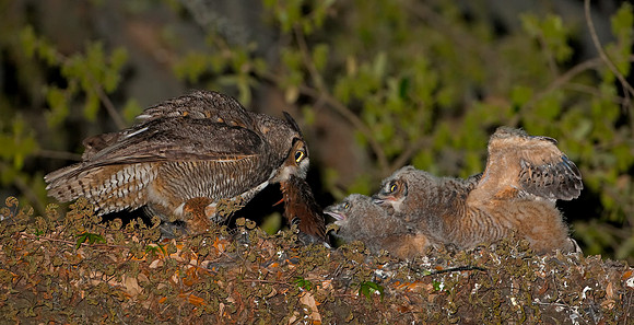 Mother Owl serving Virginia Rail for Dinner