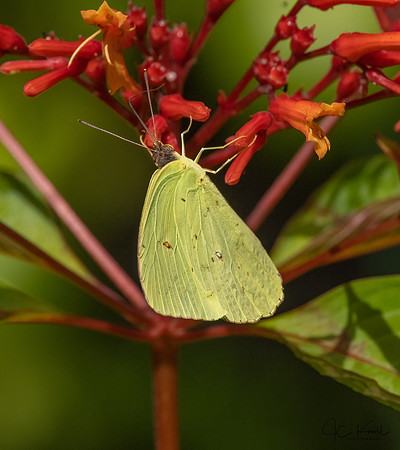 Cloudless Sulphur