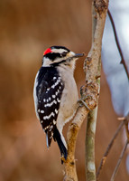 Downy Woodpecker (M)