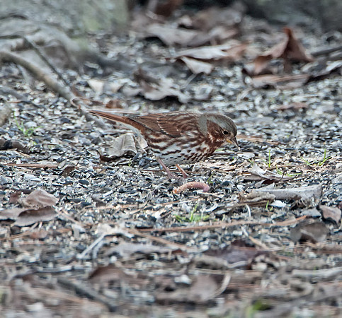 Fox Sparrow (Red)