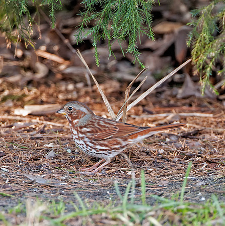 Fox Sparrow (Red)