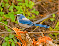 Florida Scrub-jay