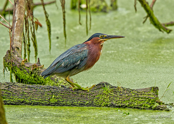 Green Heron