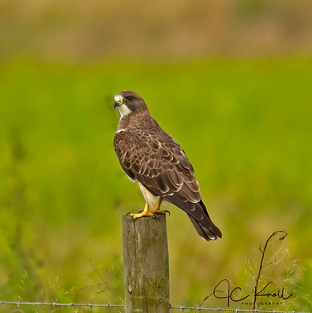 Swainson's Hawk