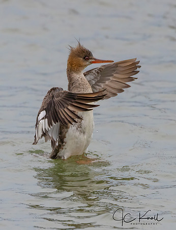 Red-breasted Merganser (F)