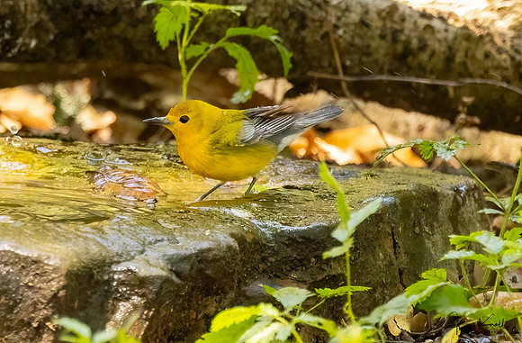 Prothonotary Warbler