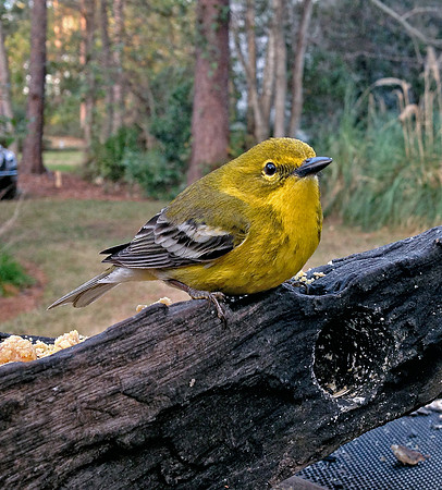 Pine Warbler (M)