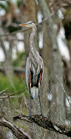 Great Blue Heron