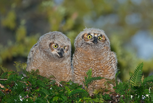 Great Horned Owlets