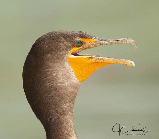 Doouble-crested Cormorant