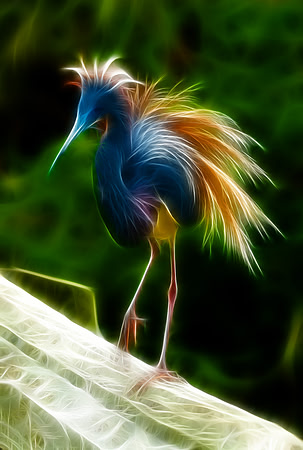 Tricolored Heron