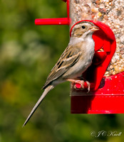 Clay-colored Sparrow