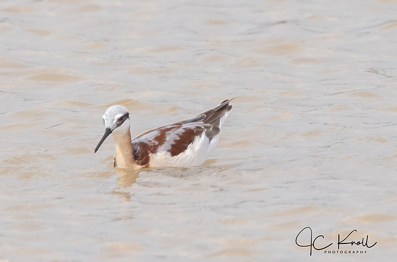 Wilson's Phalarope