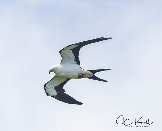 Swallow-tailed Kite