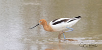 American Avocet