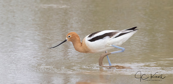 American Avocet