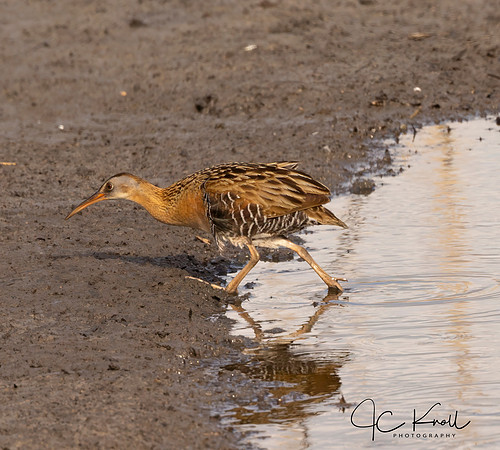 King Rail