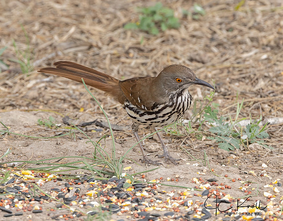 Long-billed Thrasher
