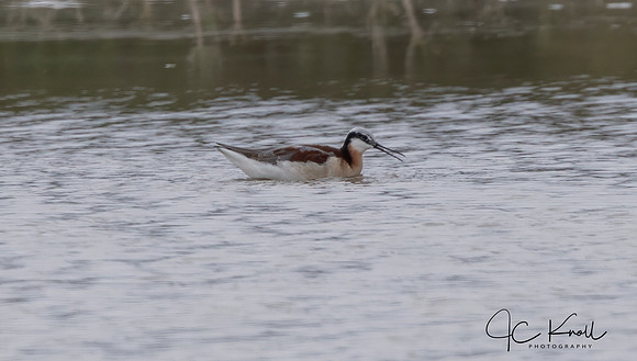 Wilson's Phalarope