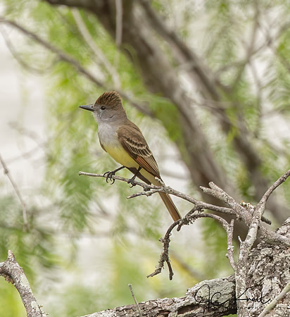 Brown-crested Flycatcher