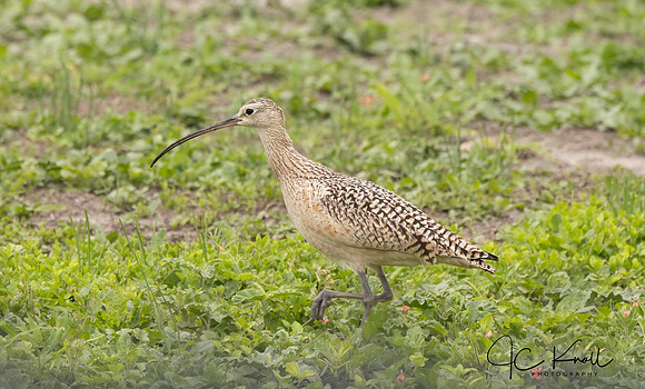 Long-billed Curlew