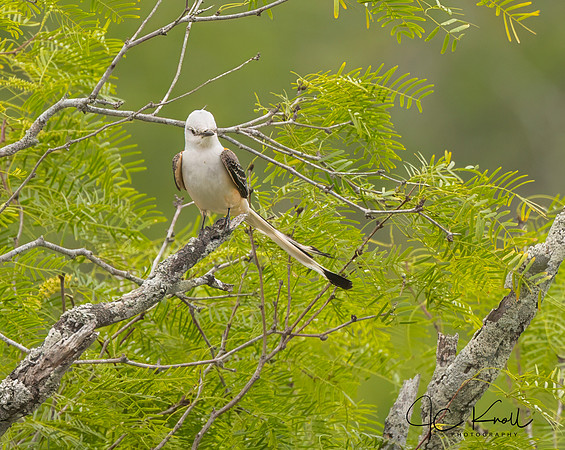 Scissor-tailed Flycatcher