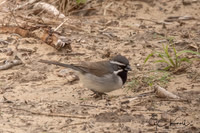 Black-throated Sparrow