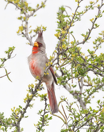 Pyrrhuloxia