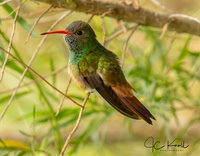 Buff-bellied Hummingbird