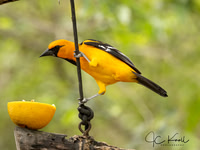 Altamira Oriole (M)